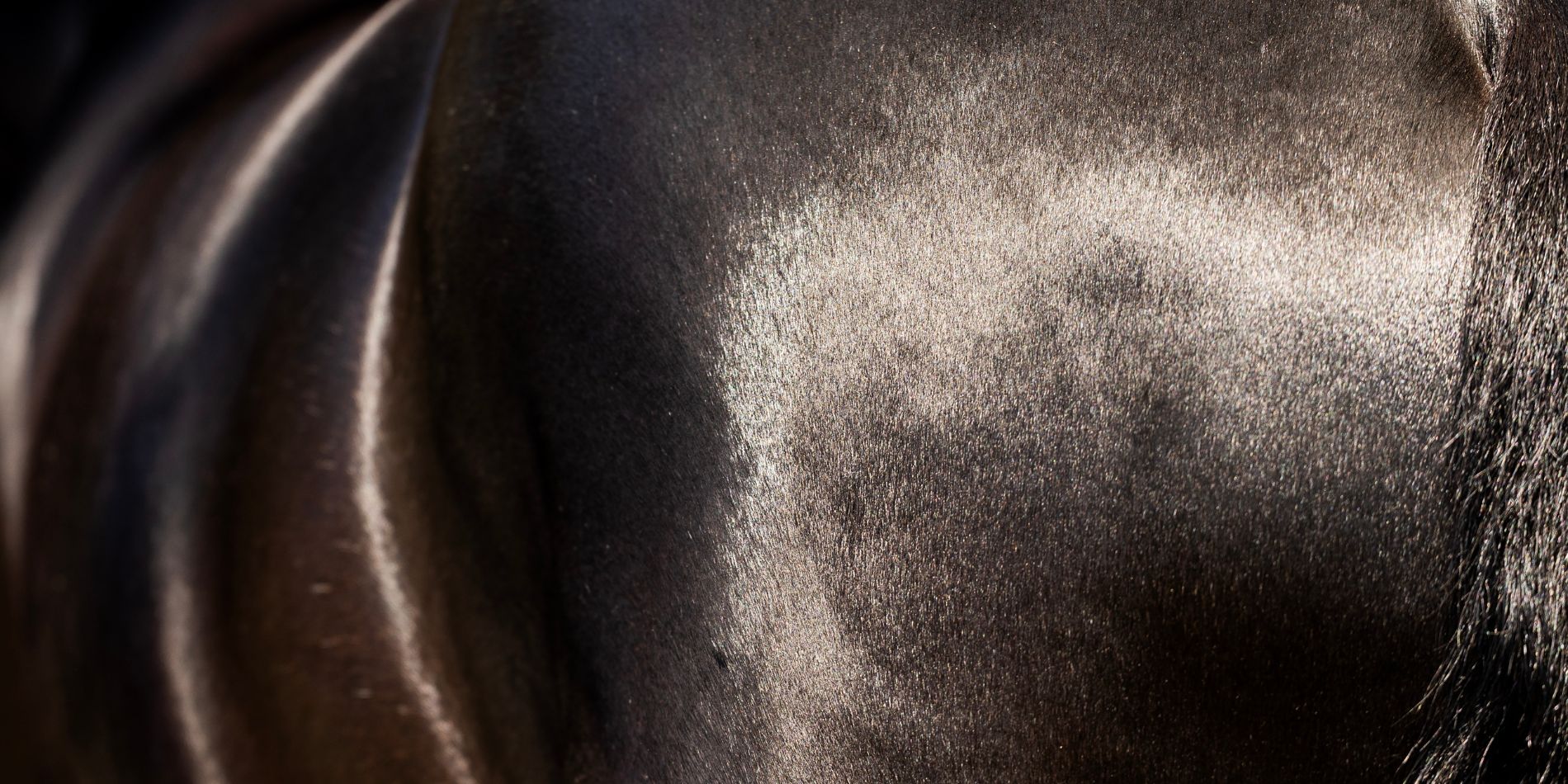 Pälsproblem hos hästar