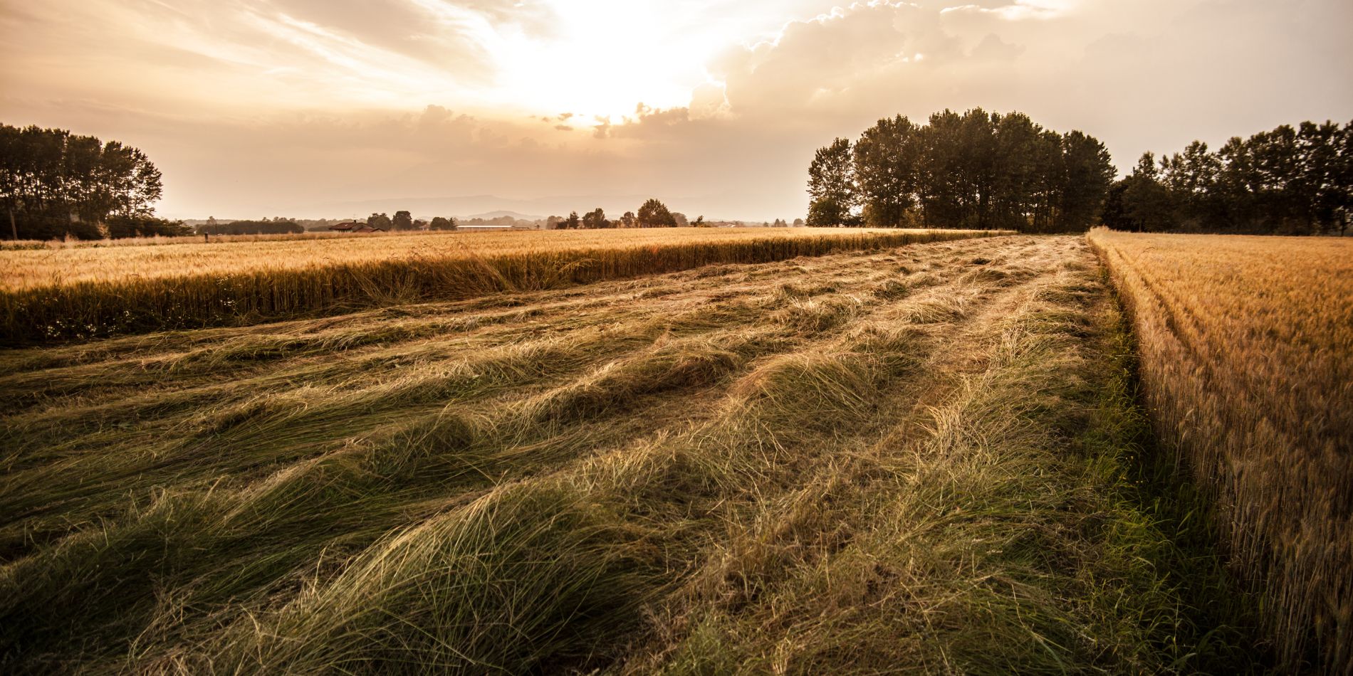 Grovfodersubsitut till hästar
