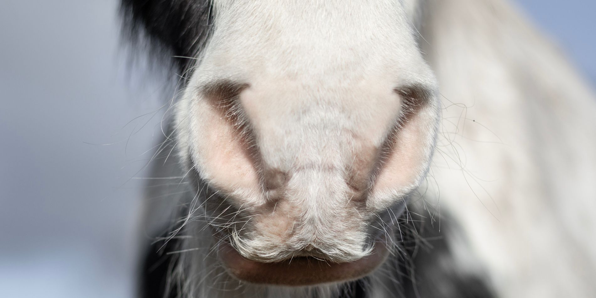 Hur påverkar miljön eksem hos hästar?