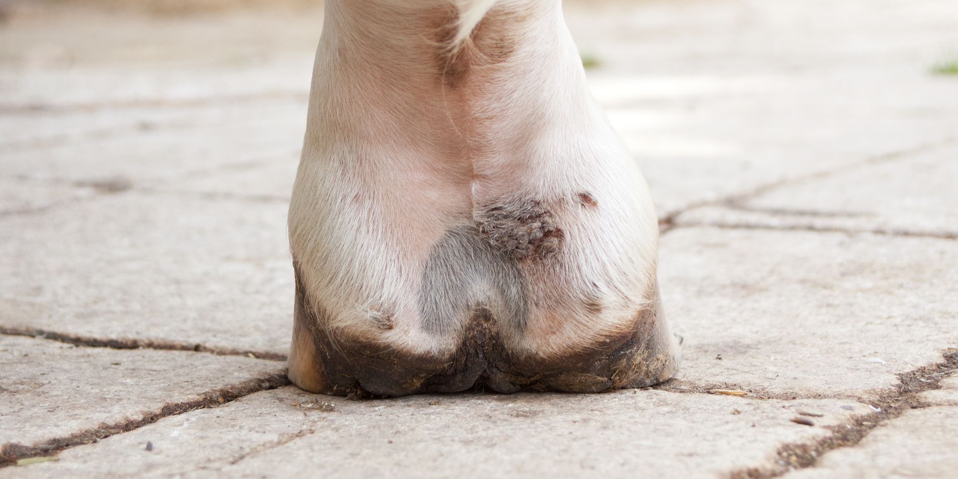How to help a horse with pastern dermatitis?
